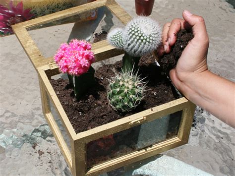 How much water does cactus houseplants need? How to Make a Mini Cactus Garden - Love Vividly