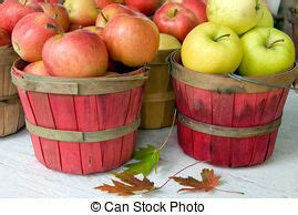 That's enough to make 15 (or more) quarts of applesauce or around 15 apple pies. Half Bushel of Apples