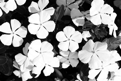 Le fotografie in bianco e nero per l'arredamento della tua casa. Close-up di fiori bianco e nero — Foto Stock ...