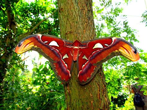 Die spitzen der vorderflügel haben das aussehen eines schlangenkopfes. Fotoforum » Papiliorama