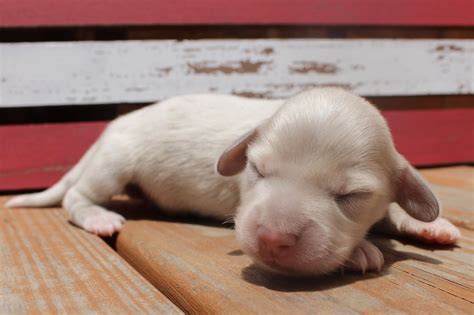 Akc bred miniature dachshund puppies. Muddy River Dachshunds isabella dapple puppy | Dachshund ...