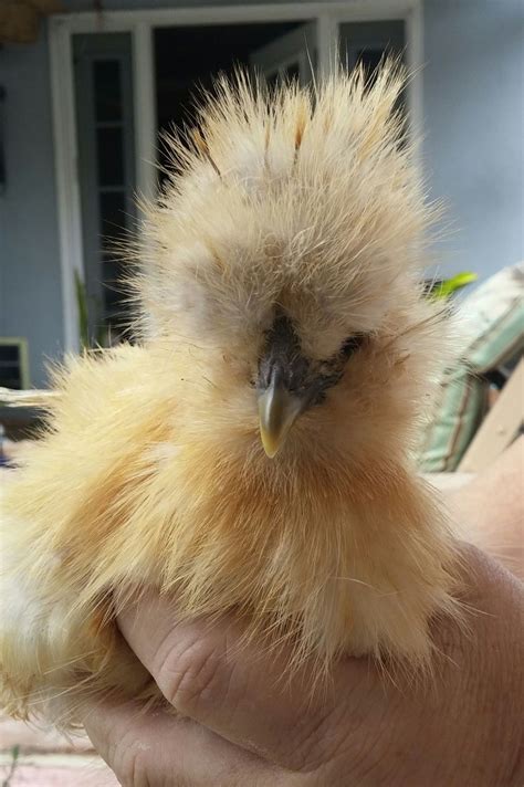 Well he looked exactly as the one in your photo when he was smaller. Silkie Sexing 3 months | BackYard Chickens - Learn How to ...