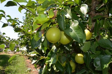 An attractive brown skinned large fruit with a mellow butterscotch flavor and fine texture. Buy Nashi Pear Nijisseiki Grafted Fruit Trees (Pyrus ...