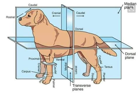 Beranda blank anatomical position diagram : Pin by Jennifer Shields on Teaching! | Vet tech school ...