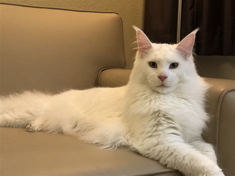 Curious if your cat is a full or partial maine coon? White Maine Coon - This Could Be The Coolest One Ever