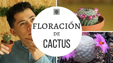 El cactus es ideal para personas que no quieran plantas que necesiten de muchos cuidados. COMO HACER QUE LOS CACTUS TENGAN FLORES (florezcan) - YouTube