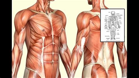 This atlas contains hundreds of anatomical illustrations of the entire human anatomy. Human Anatomy and Physiology course books with CD's [easy ...