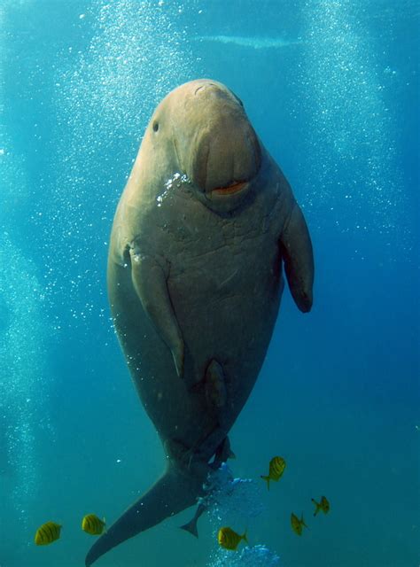 Most of the world's dugong population now occurs in northern australian waters between shark bay. Dugong Foto & Bild | unterwasser, uw-salzwasser, natur ...