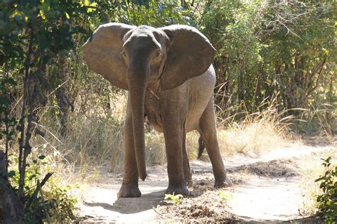 Since then, zambia's economic development has consistently declined. On Safari in Zambia - Africa as it Used to Be