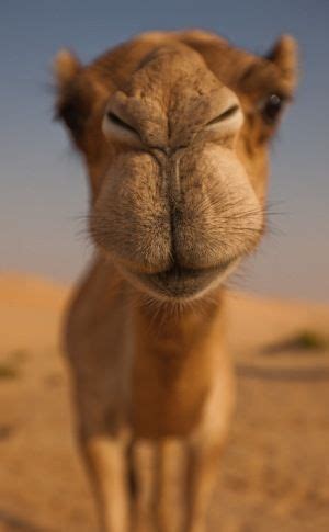 My god the audacity of this twitter bot rt @geicocamel: Miiiike, Miiike, Miiiike, guess what what day it is ...