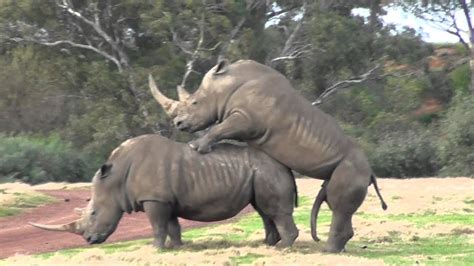 Eliza coupe, laird macintosh, sarah mahmoodi and others. It takes 2 ? ? ? Werribee Open Range Zoo Rhino Love - YouTube