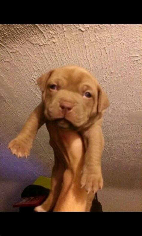 Can 4 week old puppies drink water? 4 week old pit puppy | Pit puppies, Puppies, Animals