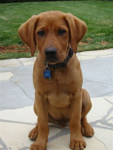 Absolutely beautiful pointer x chocolate labrador puppies for sale. Adorable English Lab puppies are available to good homes ...