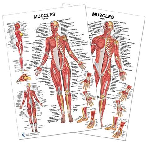 See more ideas about female back muscles, back muscles, female swimmers. Female Muscle Chart Back : Female Anatomical Chart : Every main muscle in the body is labeled ...