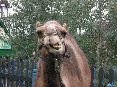 Nullam mattis dui vehicula lacus malesuada lacinia. Wonk 101: A Camel is a Horse Designed By (Conference ...