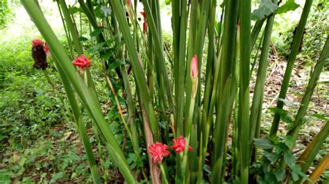 Ia merupakan sejenis pokok saka herba. Khasiat Bunga Kantan Memang 'Superb'. Baca Sini!