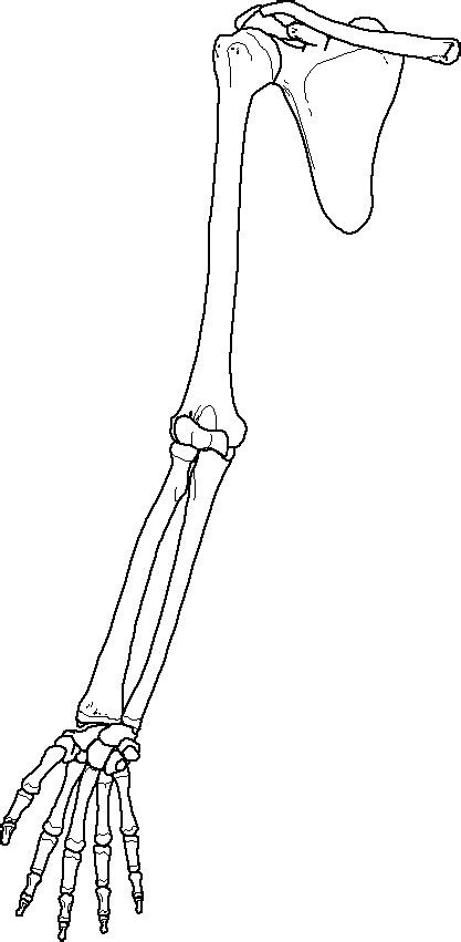 Female pelvic bone anatomy images. Head of Humerus, Radius, Ulna, Scapula, Carpals (wrist),