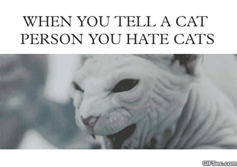 Check spelling or type a new query. Angry Cat Meme Gif - Best Cat Wallpaper