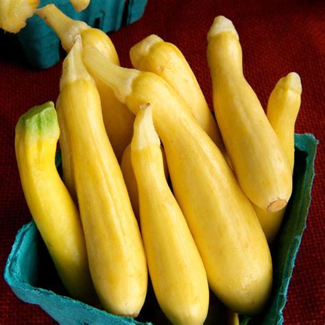 Maybe you would like to learn more about one of these? Zucchini, Summer Squash 'Buckingham' (Cucurbita pepo) | My ...