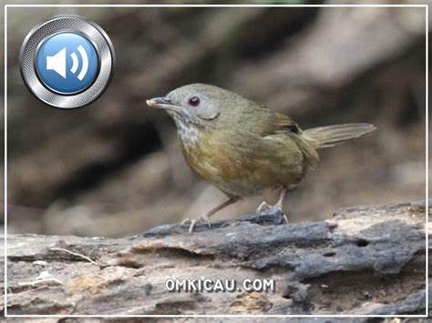 Kenapa diberi nama hwamei, soalnya burung ini memiliki corak khas berupa alis yang dicat. Kumpulan Gambar Burung Wambi Mini - Gambar ID