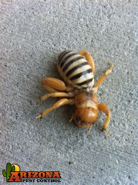 Controlling bed bugs takes time and patience. Jerusalem cricket | Arizona Pest Control