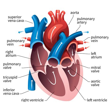 Agar lebih memahaminya, kali ini kita akan membahas tentang pengertian jantung, fungsi, struktur anatomi bagian, gangguan dan penyakit pada jantung manusia secara lengkap. 10 Organ Manusia dan Fungsinya - MateriKimia