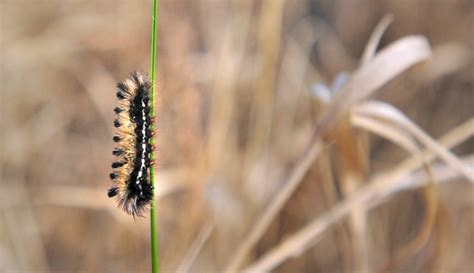 And articulate and explain what information is needed for plant disease diagnostics. What is integrated pest management? | Hello Homestead