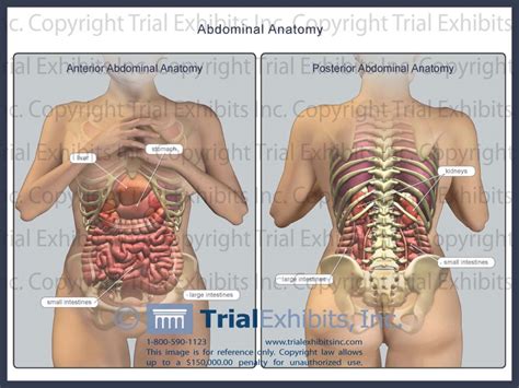 The abdomen (colloquially called the belly, tummy, midriff or stomach) is the part of the body between the thorax (chest) and pelvis, in humans and in other vertebrates. Abdominal Anatomy Pictures Female / 76 748 Best Female ...