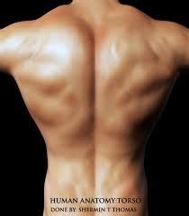 The major muscle groups of the back consist of the latissimus dorsi, erector spinae, teres major, rhomboids, and trapezius. Back Muscles Reference / Lower Back Muscle Anatomy ...