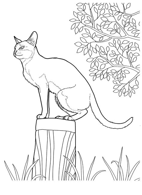 Coloring page outline of cartoon cat playing with toys. Coloring page - Singapura cat