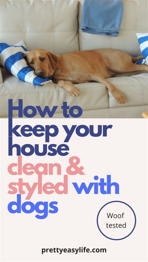 To answer the question, yes huskies can be left alone, but the time should be kept to an absolute minimum. How to keep your house clean with dogs | Clean house, Dog ...