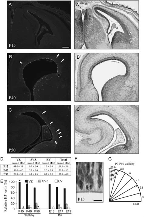 We did not find results for: Distribution of dividing cells and mitotic spindle ...