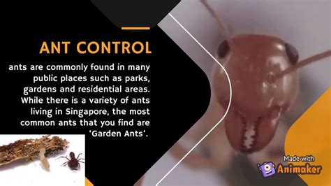 Read below to discover the top 5 most reliable pest control services updated 2021 in singapore, and how to get in contact with them today. Top Pest Control Singapore | Home Disinfection/Sanitizing ...