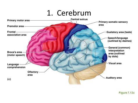 ▪ it does make sense that the lateral line would be adversely affected by prolonged exposure to ▪ when this meets some other object, the fish by means of its lateral line can detect the change. Pictures Of Cerebrum | Healthiack