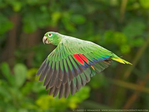 Amazona is one of the 92 genera of parrots that make up the order psittaciformes and is in the family psittacidae, one of three families of true parrots. Mealy Amazon 2 | Amazon parrot, Parrot, Parrot pet