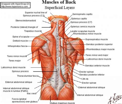 The muscular systems in vertebrates are controlled through the nervous system although some muscles. Back Muscles Anatomy Lower Back Muscles Anatomy Human ...