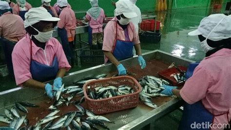 Jenis ikan berlemak lainnya yang juga termasuk sumber vitamin d yang baik adalah ikan mackerel yang mengandung 360 iu. Ini Penjelasan Perusahaan Ikan Sarden Tentang Cacing di ...
