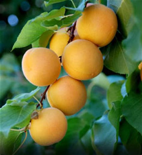 Harvest time spans from early july to early august, but the fruit does not ripen all at once. Moorpack Apricot Tree (Prunus armeniaca) - Knowledge Base ...