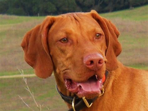 Stone etchings from the 10th century have been recovered with pictures of dogs resembling the vizsla. redbirddog - a hungarian pointer (vizsla) blog ...