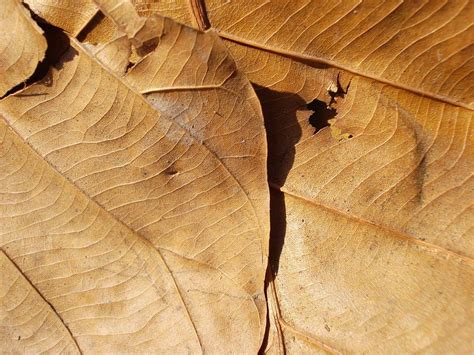 As técnicas para secar folhas são usadas para decoração em projetos artesanais ou para preservação de ervas usadas na como secar folhas de plantas. Baxa Folha Seca - Amado Batista Simone Simaria Folha Seca Amado Batista 44 Anos Youtube - É mais ...