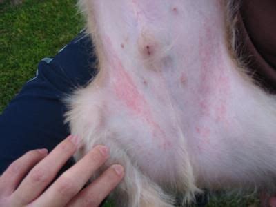 A simple dog skin rash is comparable to a human skin rash in these ways: How To Treat Skin Disorders and Hair Loss In Dogs | Rash ...