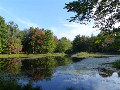 Trees and shrubs on the property are part of the estate's original plantings. Nature Sightings | reinsteinwoods.org