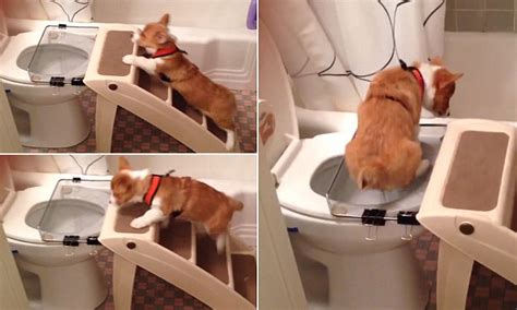 Cost of corgis may depend on breeder. Corgi puppy learns how to use a human loo in video | Daily ...