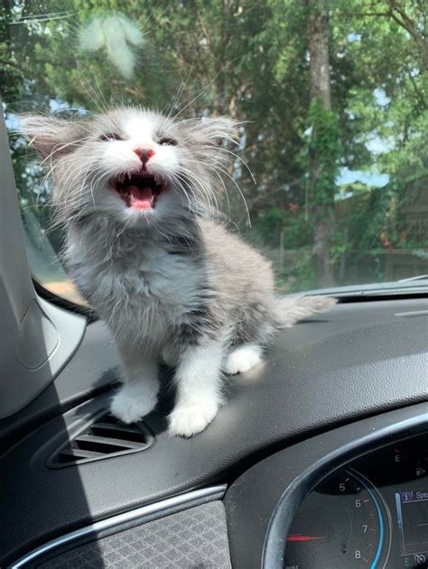 41 cat posts from 2019 that are pretty darn purrfect. Here Are The Best Cat Posts From This Week — June 14, 2019