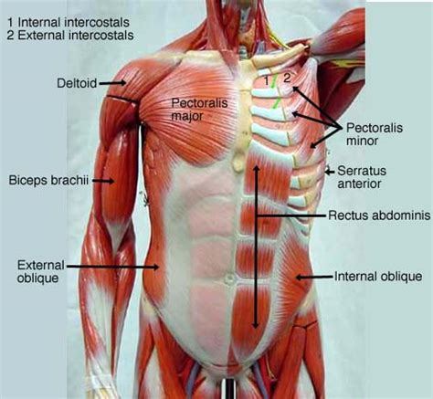 Find out more about the individual muscles within the chest anatomy by clicking their. Male Muscle Model