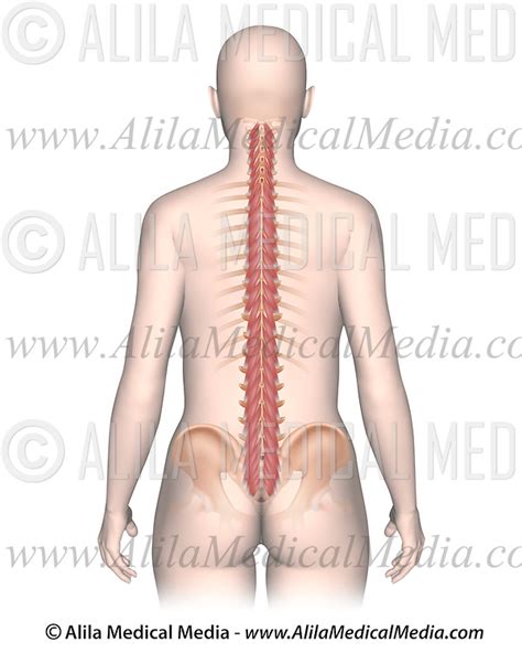 Muscle diagrams are a great way to get an overview of all of the muscles within a body region. Back Muscles Diagram Unlabeled - Anatomical Orientation And Directions Human Anatomy And ...