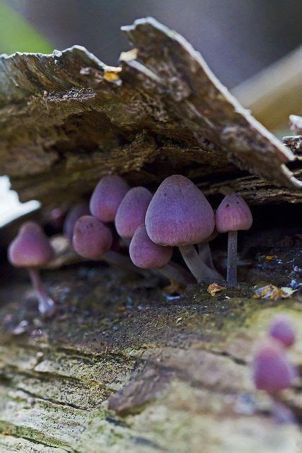 Autumn is the best time. Why Grow Button Mushrooms? | Champignons farcis, Photos de ...