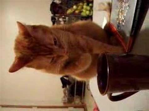Make your own images with our meme generator or animated gif maker. Cat drinking coffee!! - YouTube