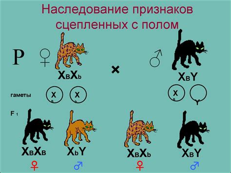 Презентация сцепленное с полом наследование генов 10 класс