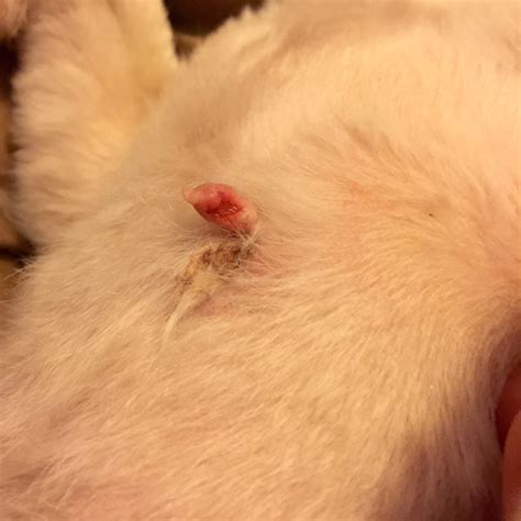 Many types of skin tumors, both benign (noncancerous) and malignant (cancerous), exist. The groomers cut my dogs skin tag after I warned them ...